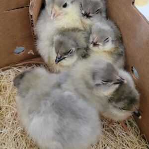 480285846_1047508430747682_8663720366952388633_n