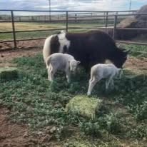 480840109_1055971699901355_1141418536689944322_n